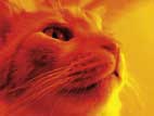 Milo the Beatnik Poetry Cat, One of Mariah Parker's Cute Kitties